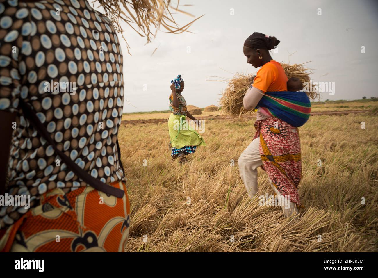 Les agricultrices travaillent à la récolte du riz dans le nord du Sénégal, en Afrique de l'Ouest, en enlevant et en empilant le foin laissé sur le sol. Banque D'Images