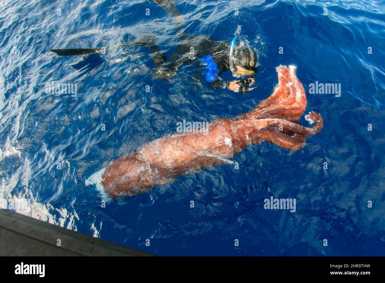Architeuthis Giant Squid Banque D Image Et Photos Alamy