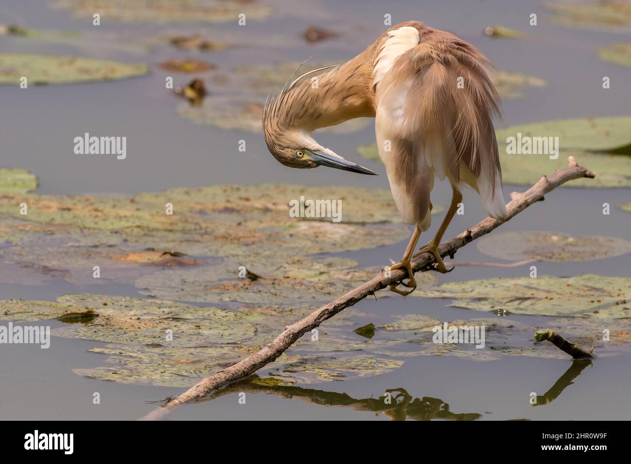 Una sgarza ciuffetto è posata su di un ramo nell'Oasi Lipu di Torrile (Parme, Italie) Banque D'Images