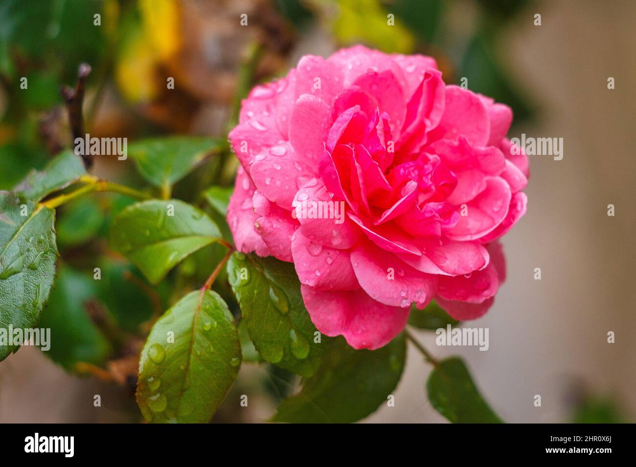 Rose fleurie dans un jardin avec vue rapprochée. Banque D'Images