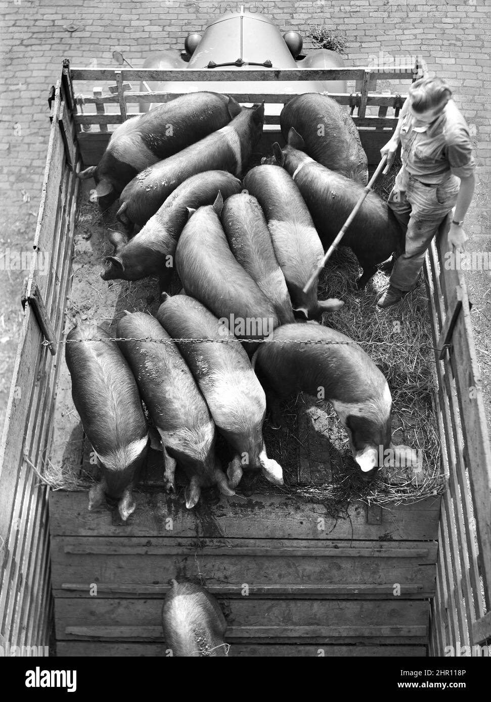 Déchargement des porcs d'un camion, Union stock yards, Chicago, Illinois, États-Unis, John Vachon, U.S. Office of War information/U.S. Administration de la sécurité agricole, juin 1941 Banque D'Images