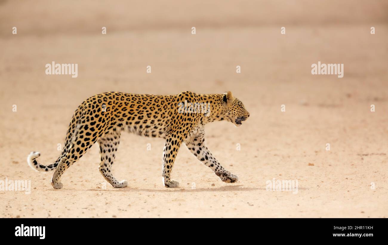 Léopard femelle marchant sur terre sèche dans le parc transfrontier de Kgalagadi, Afrique du Sud; espèce Panthera pardus famille de Felidae Banque D'Images