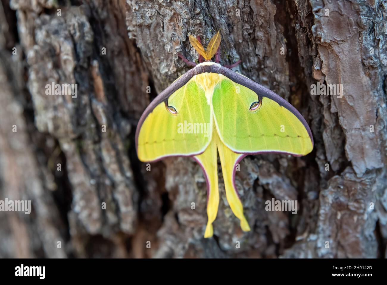 Gros plan de deux Luna Moth sur un arbre. Moth vert assis dans les bois en Floride. Banque D'Images