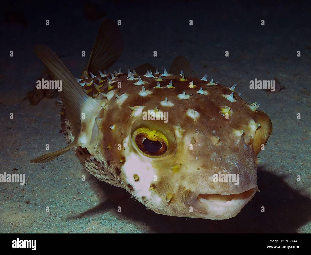 Un Burrfish à pois jaunes (Cyclithys spilostylus) dans la mer Rouge Banque D'Images