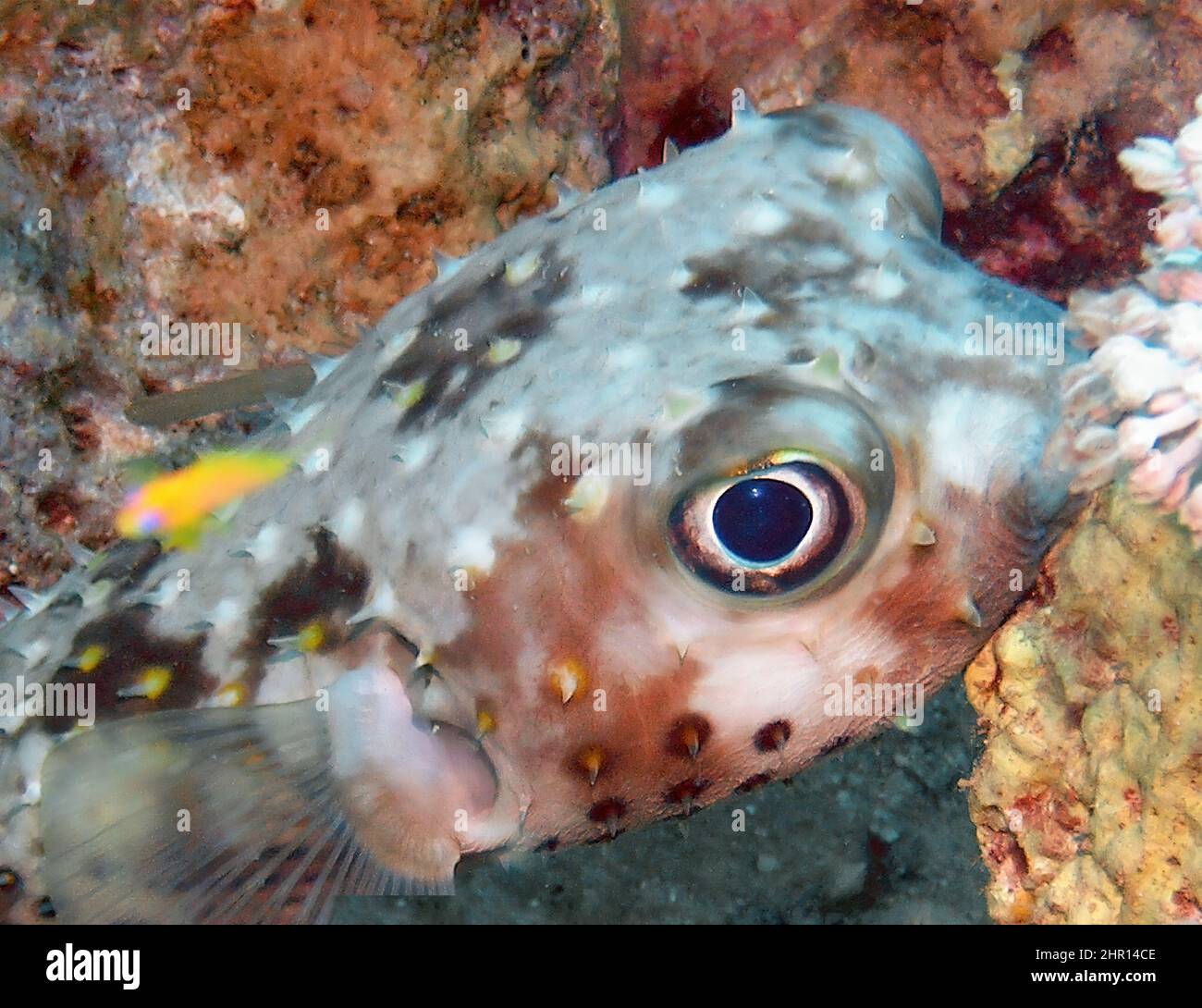 Un Burrfish à pois jaunes (Cyclithys spilostylus) dans la mer Rouge Banque D'Images