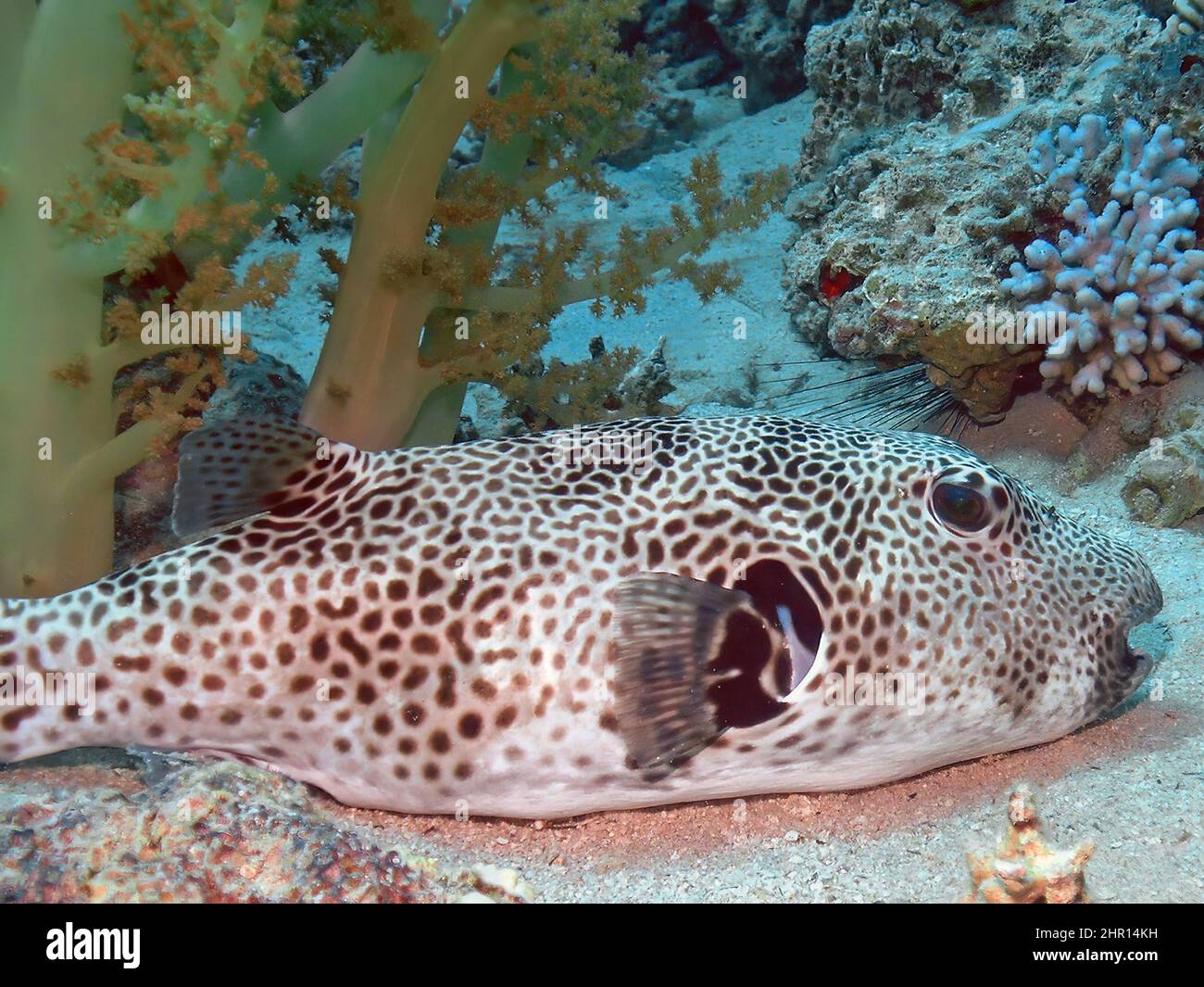 Un puffer de Starry (Arothron stellatus) dans la mer Rouge, en Égypte Banque D'Images