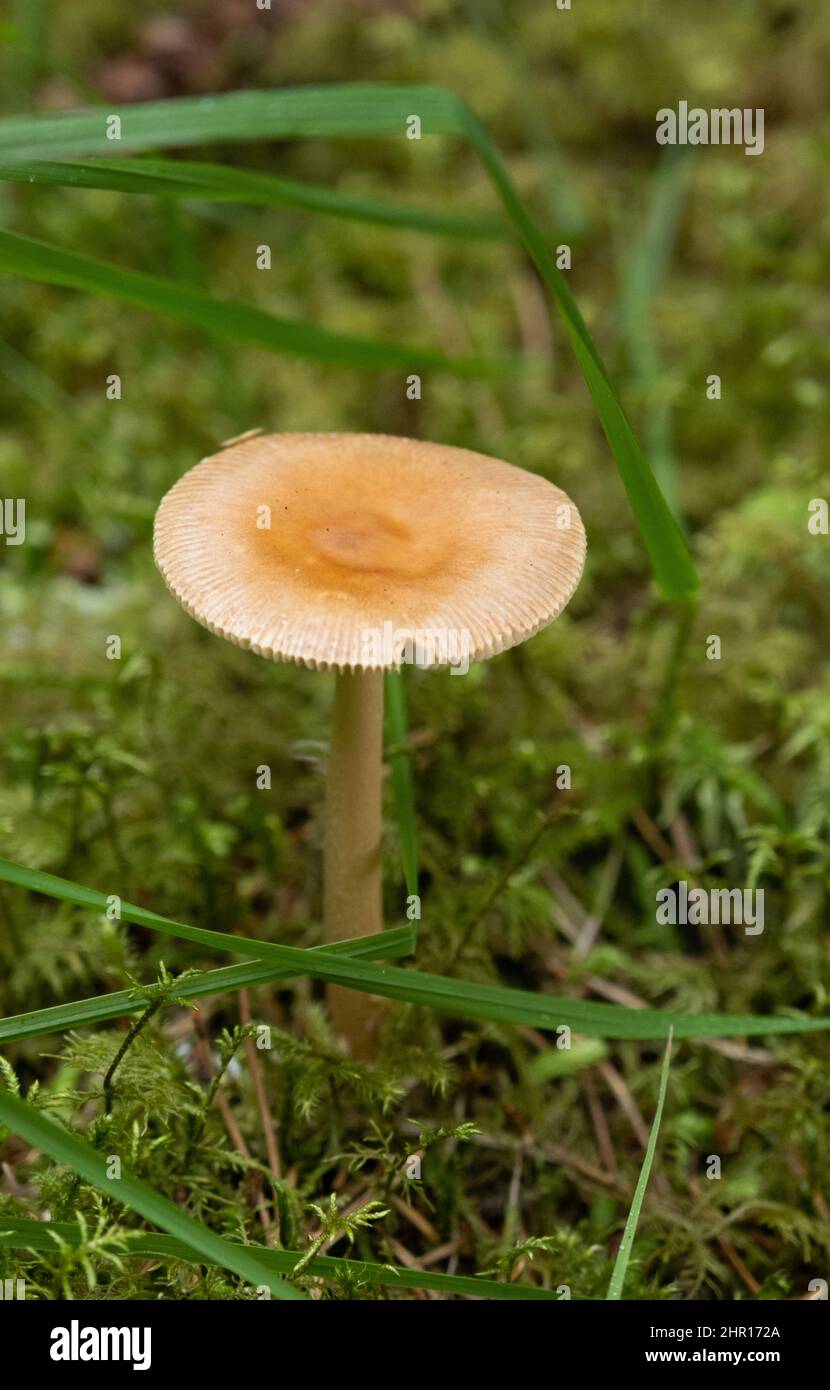 Un funkhi sur le fond de la forêt dans le parc forestier de Tay, à Rannoch, Écosse, Royaume-Uni Banque D'Images