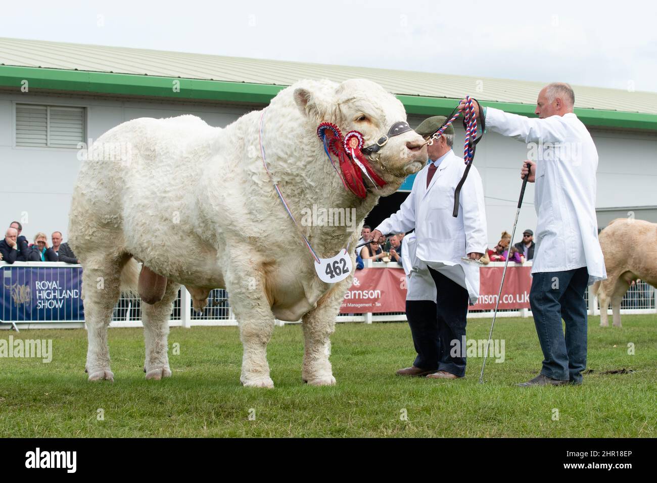 Taureau Charolais 'Harestone Jaquard' de Harestone bétail - gagnant de la réserve globale dans le bétail - Royal Highland Show, Ingliston, Écosse, Royaume-Uni Banque D'Images