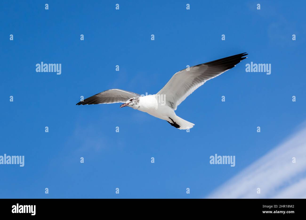 Une femme riant Gull volant avec le ciel bleu en arrière-plan à Venise, Floride Banque D'Images