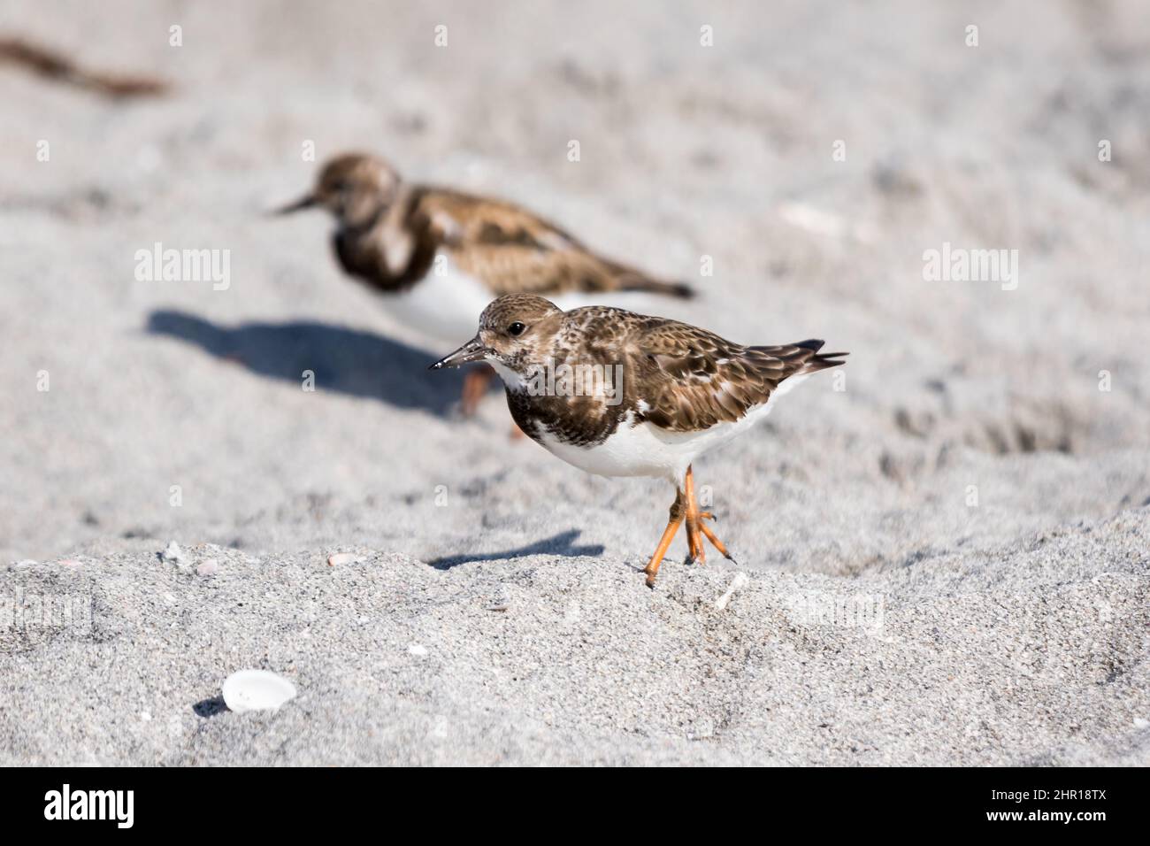 Ruddy tourne-disques traversant le sable blanc à Venise, en Floride Banque D'Images