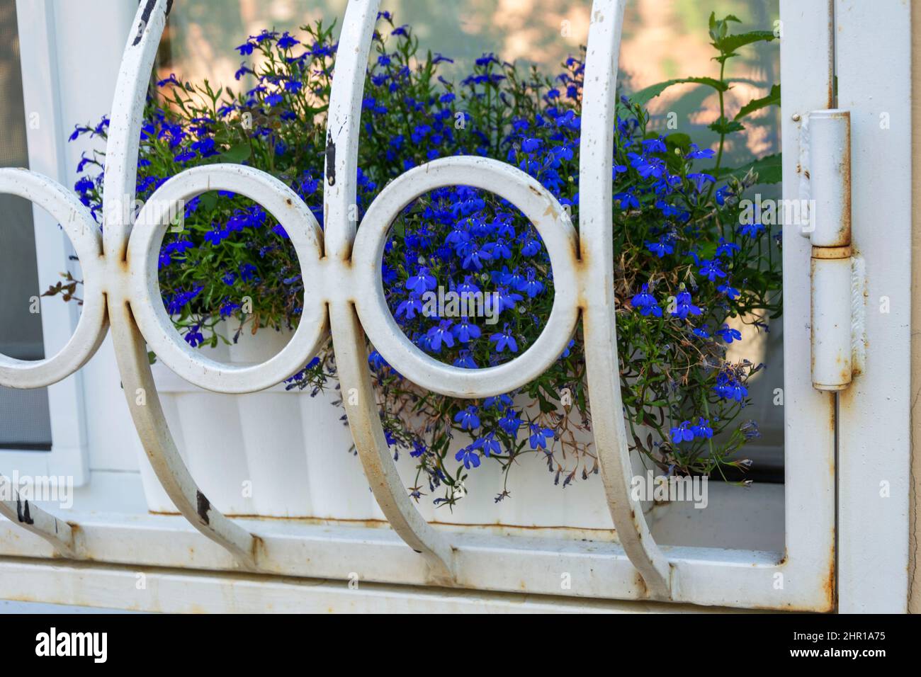 pétunia bleu-violet vif fleurs en pots sur le rebord de la fenêtre à l'extérieur, fleurs bleues sur le rebord de la fenêtre, élégant décor de fenêtre vintage Banque D'Images