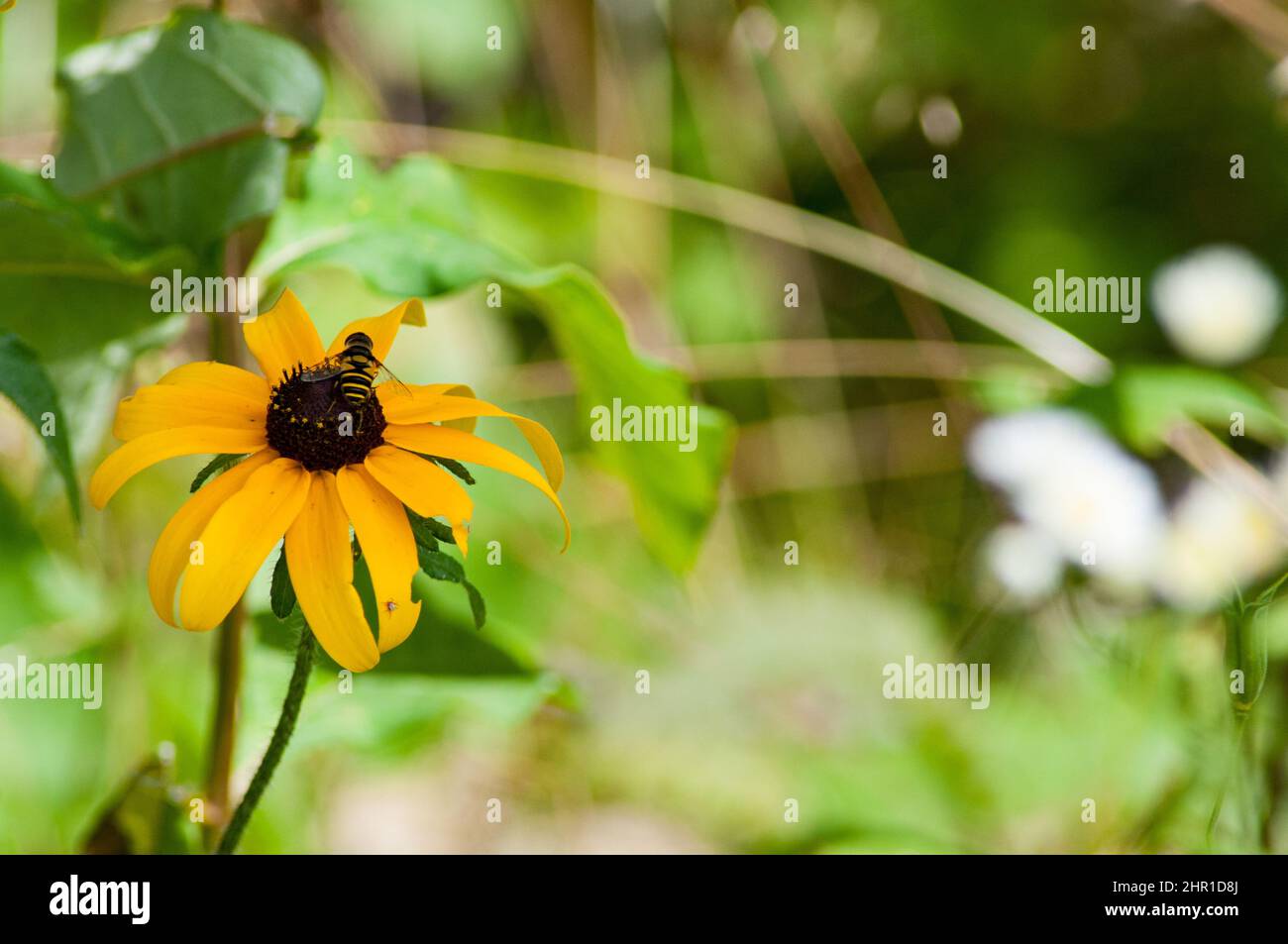 Survol (Eristalis transversa) sur la fleur de Susan à l'œil noir (Rudbeckia hirta) dans le parc national de Shenandoah, Virginie, États-Unis. Banque D'Images