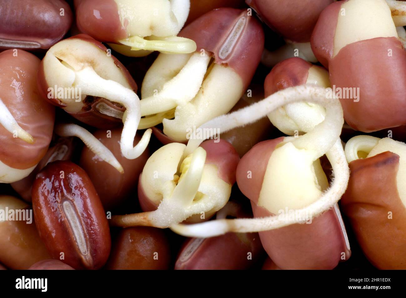haricot adzuki, azuki, haricot azuki, haricot aduki, haricot rouge, Haricot mung rouge (Vigna angularis), pousses Banque D'Images