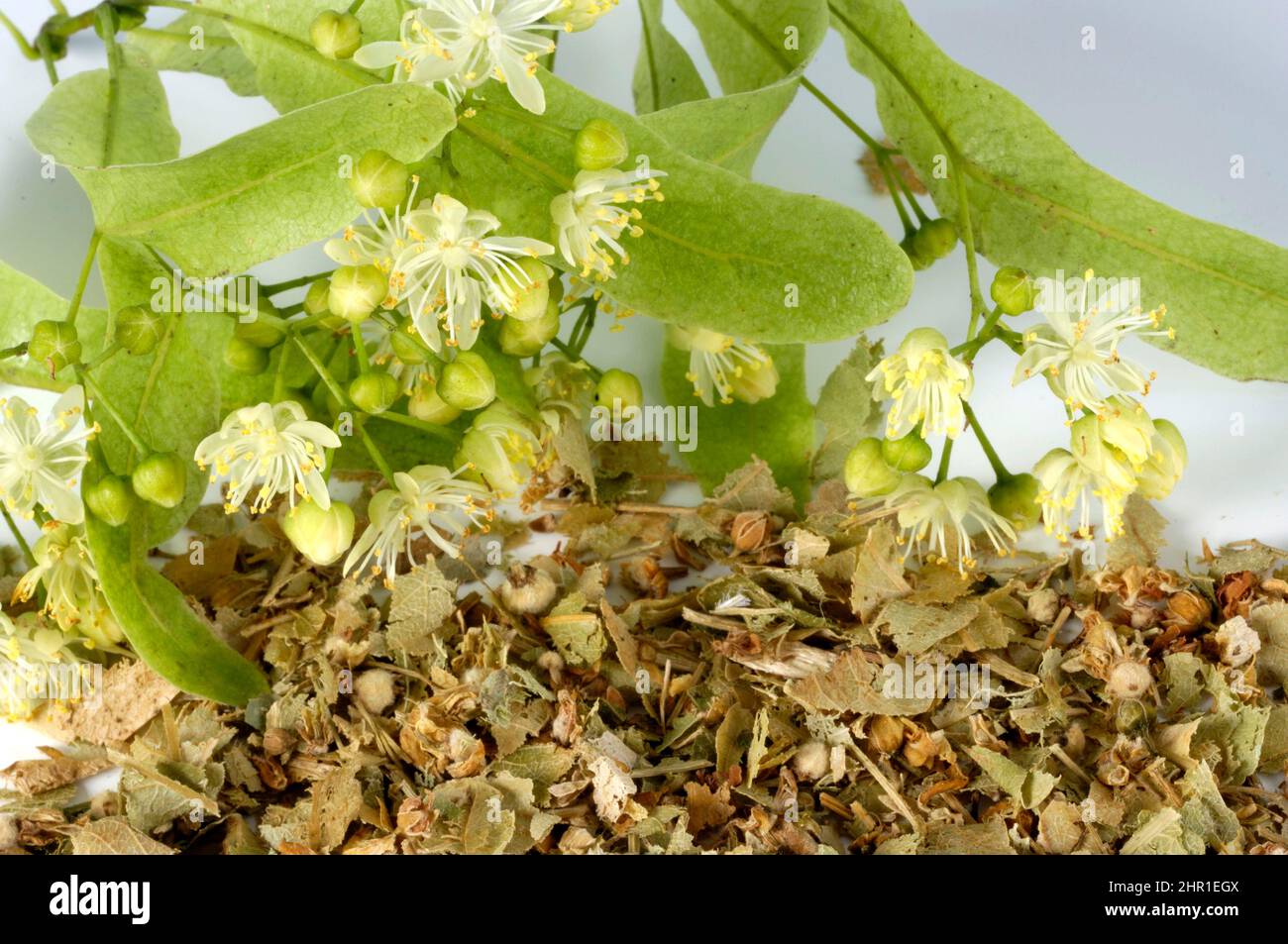 Tilleul, tilleul (Tilia spec.), fleurs séchées et fraîches Banque D'Images