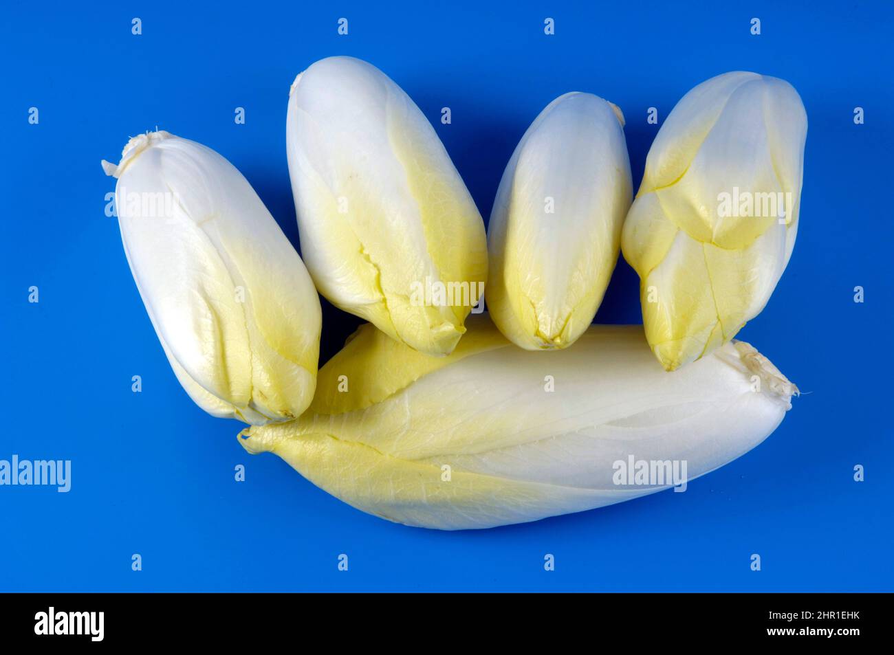 Chicorée witloof, endive belge, succinory (Cichorium intybus var. Foliosum), pousses Banque D'Images