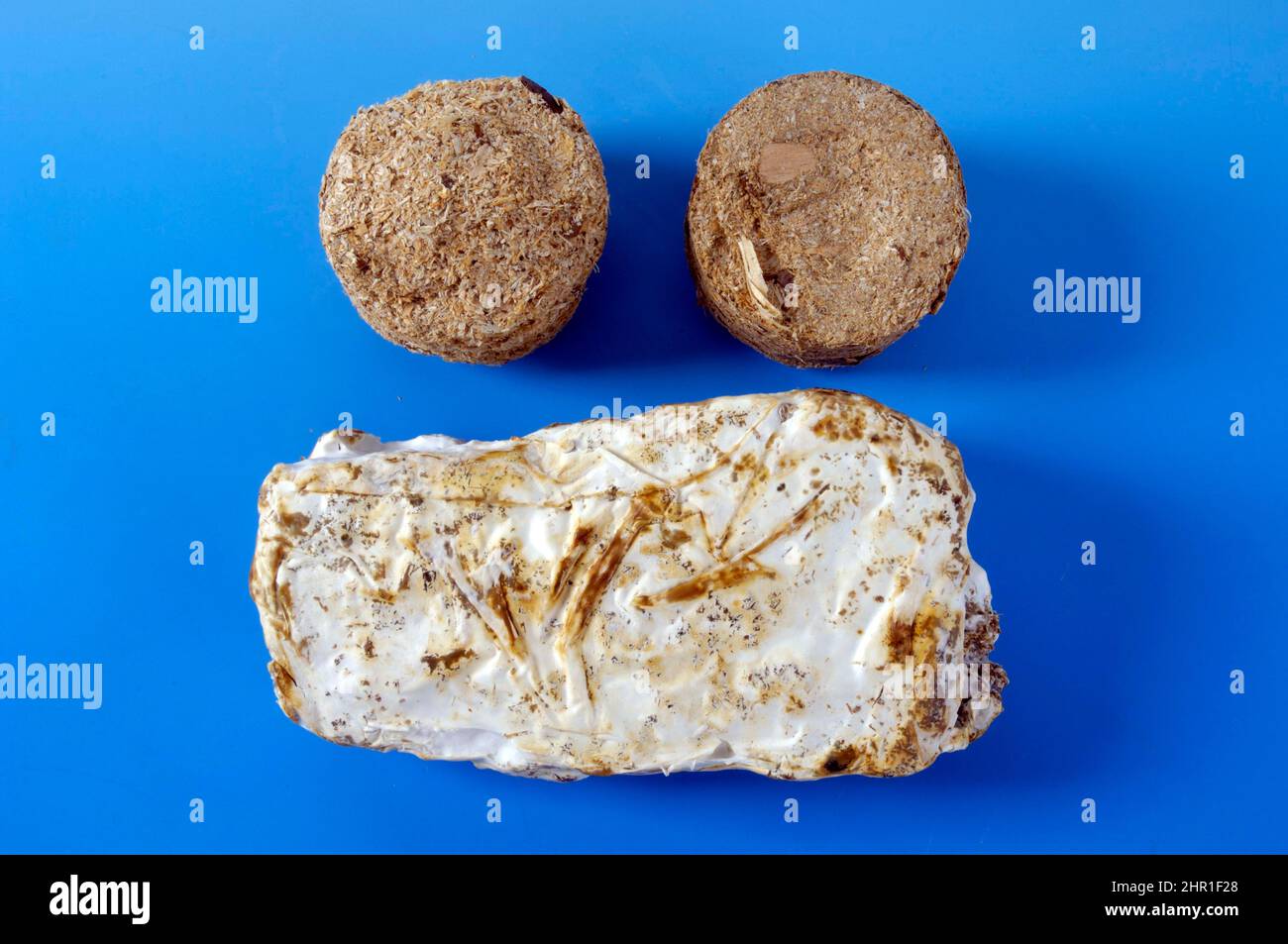 substrat sol et substrat bloc avec mycélium pour la culture des champignons Banque D'Images