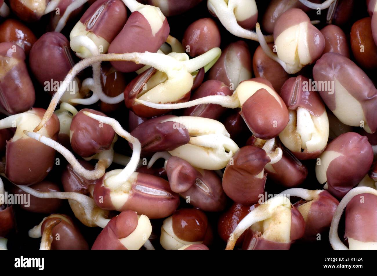 haricot adzuki, azuki, haricot azuki, haricot aduki, haricot rouge, Haricot mung rouge (Vigna angularis), pousses Banque D'Images