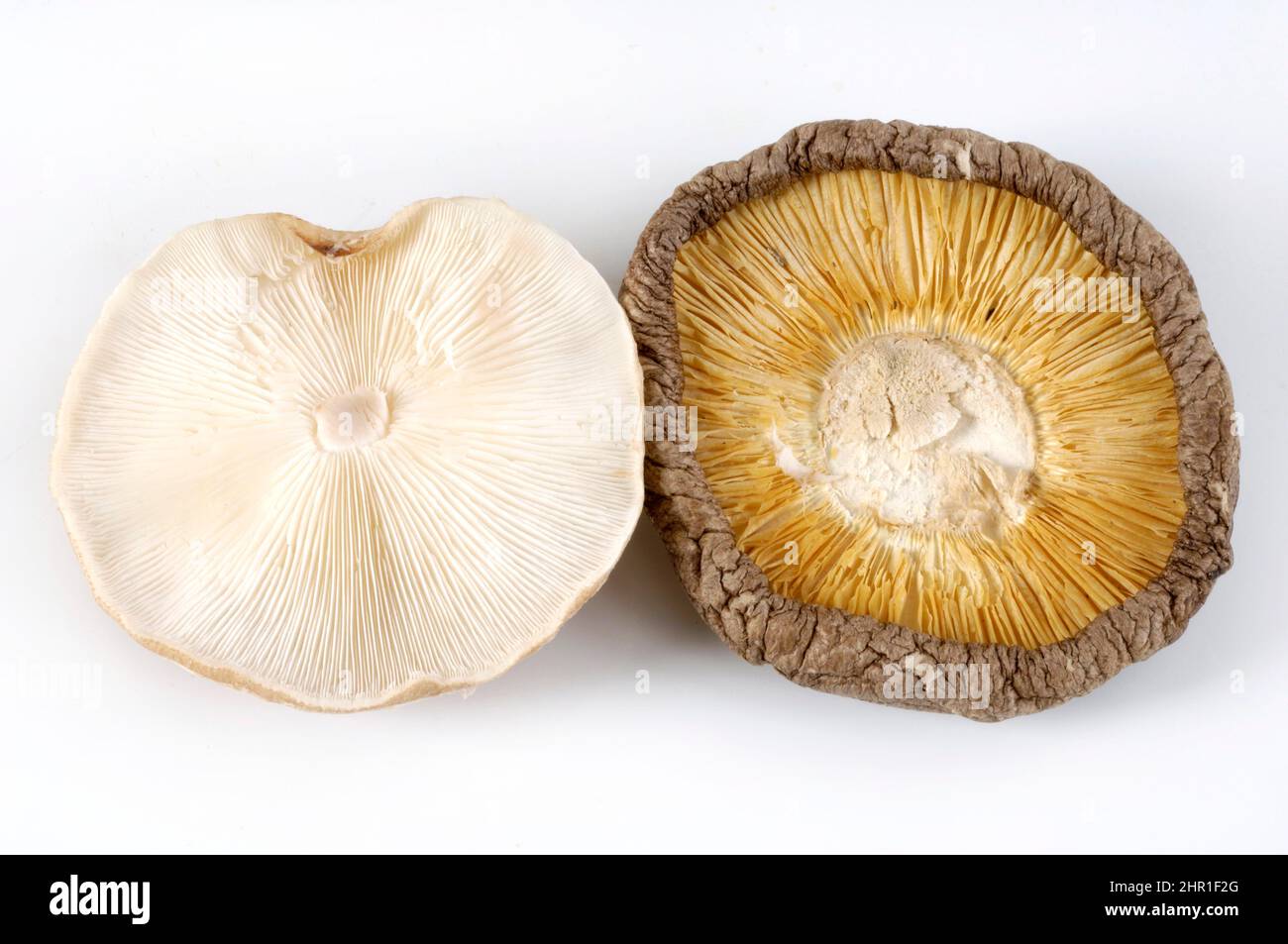 Shiitake (Lentinula edodes, Lentinus edodes), un corps de fructification frais et un corps de fructification sec Banque D'Images