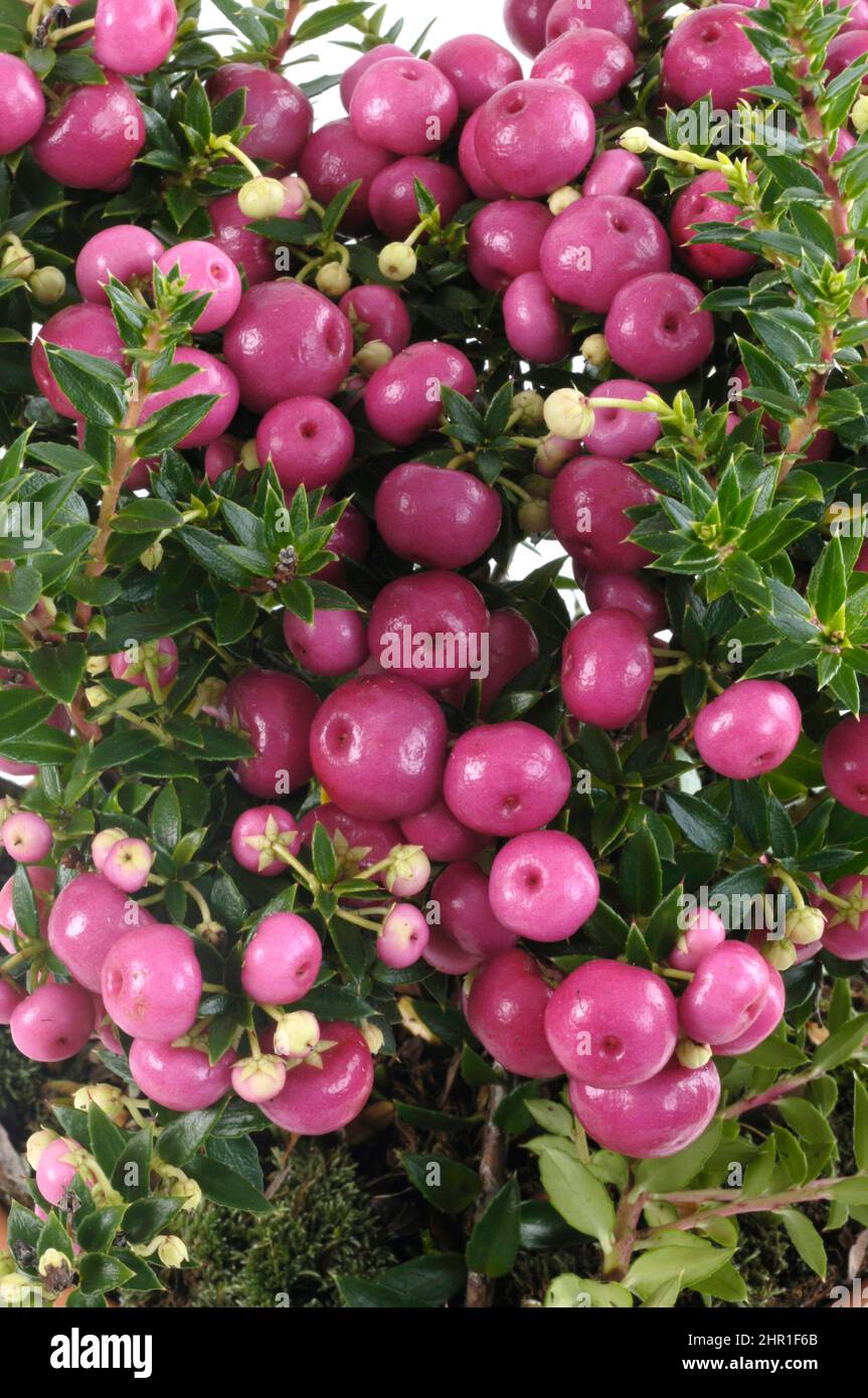 Pickly Heath (Pernettya mucronata, Gaultheria mucronata), avec des fruits Banque D'Images