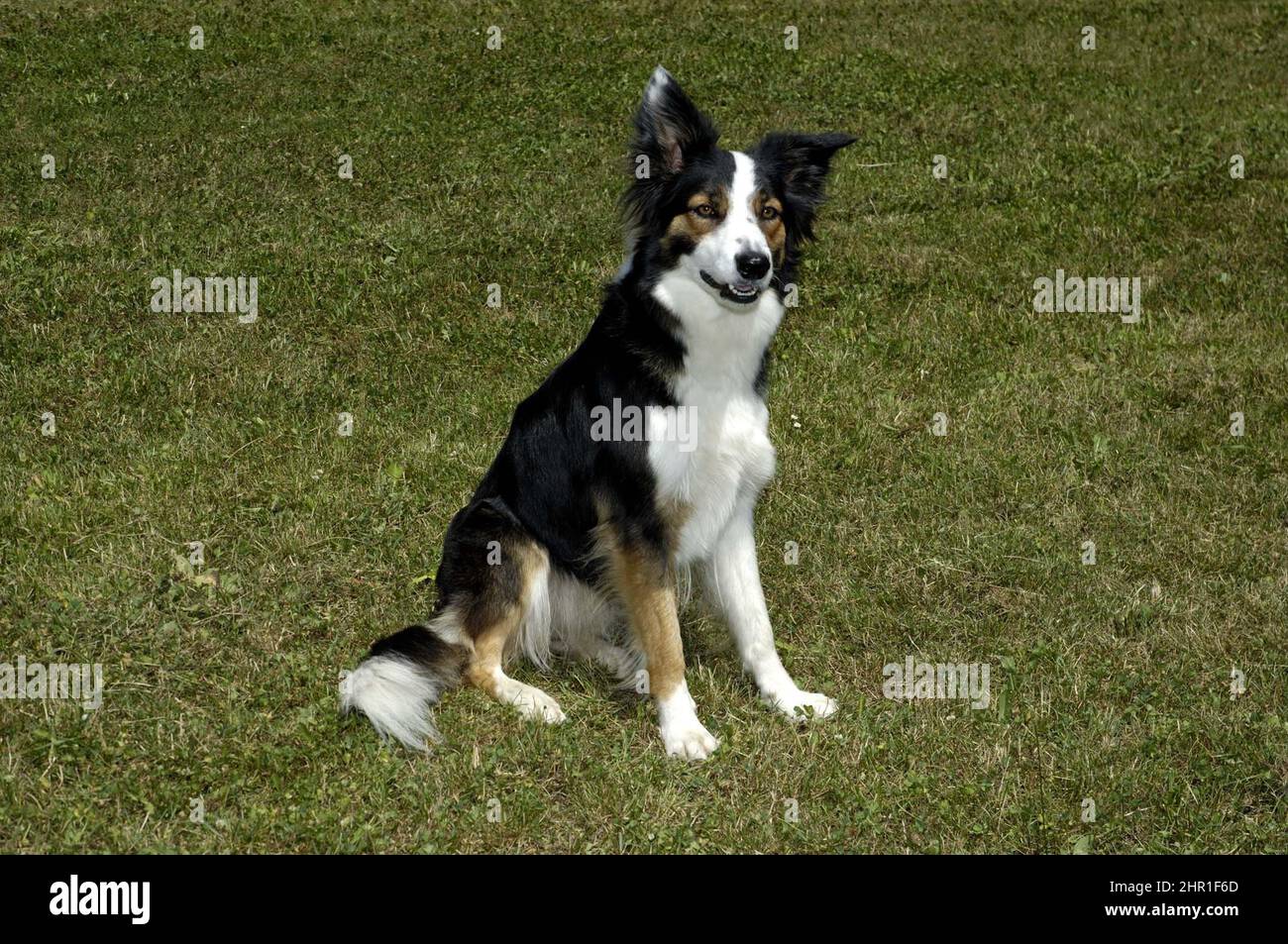 Border Collie (Canis lupus F. familiaris), jeune Border collie assise dans un pré Banque D'Images