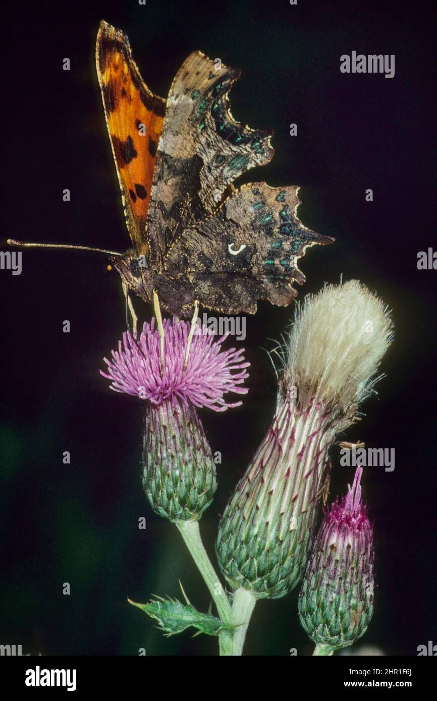 Comma (Polygonia c-album, Comma c-album, Nymphalis c-album), Comma siège sur a Thistle, Allemagne, Bavière Banque D'Images