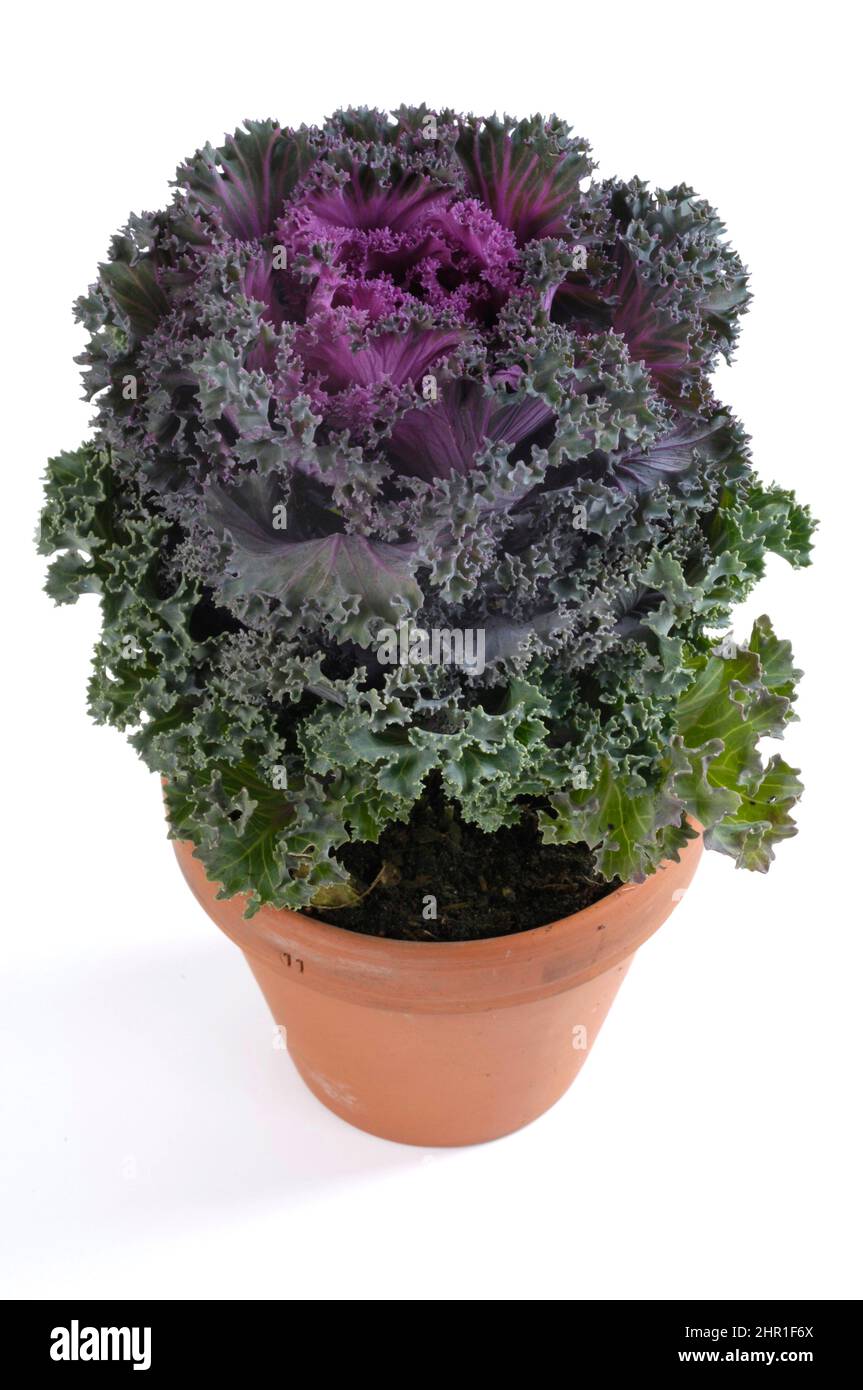 Chou ornemental (Brassica oleracea), dans un pot, coupé Banque D'Images