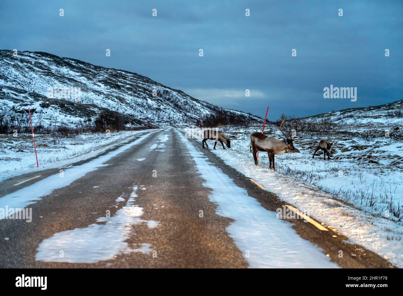 Renne européen, caribou européen (Rangifer tarandus tarandus), renne sur le bord de la route dans la neige, Norvège, Troms, Kvalaeya Banque D'Images