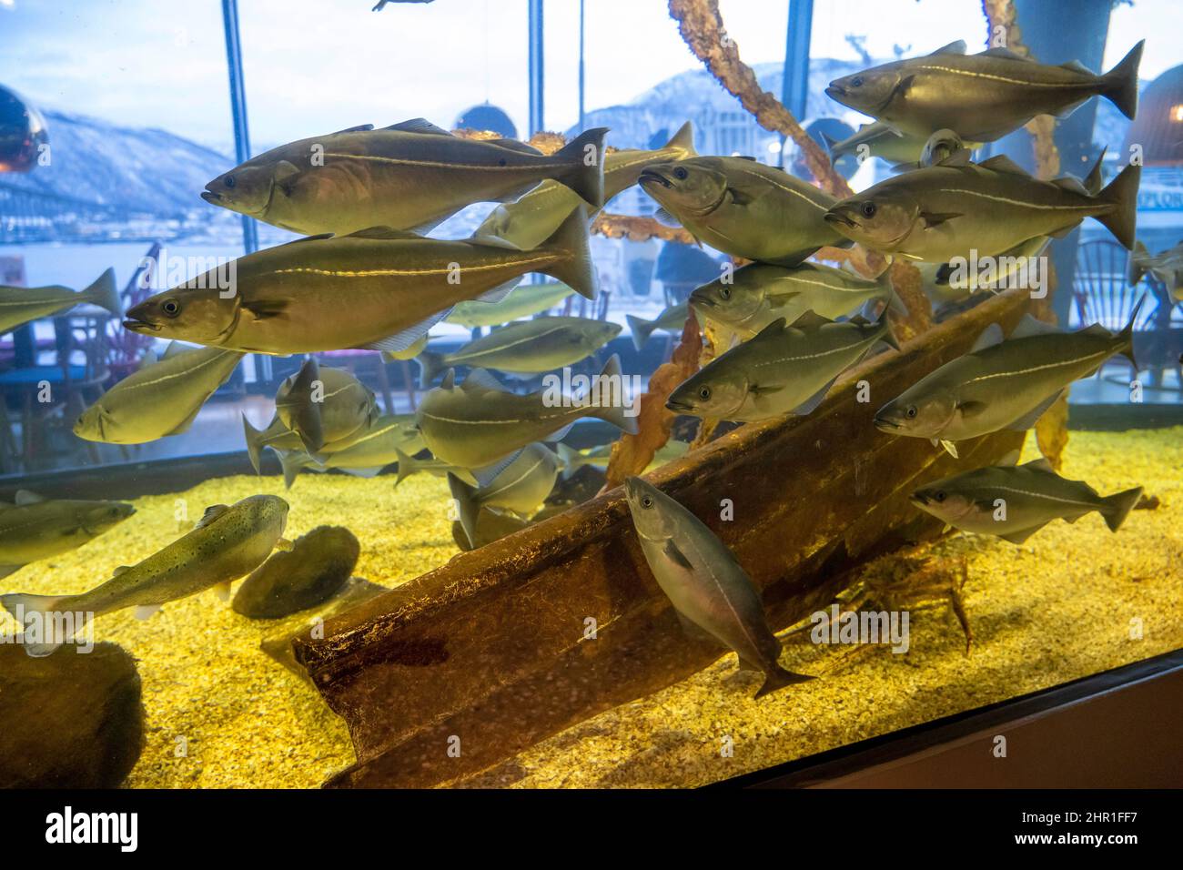 Saithe, goberge, goberge de l'Atlantique, coley, poisson-coalfish (Polachius virens), École de Saithes dans un aquarium, Norvège Banque D'Images