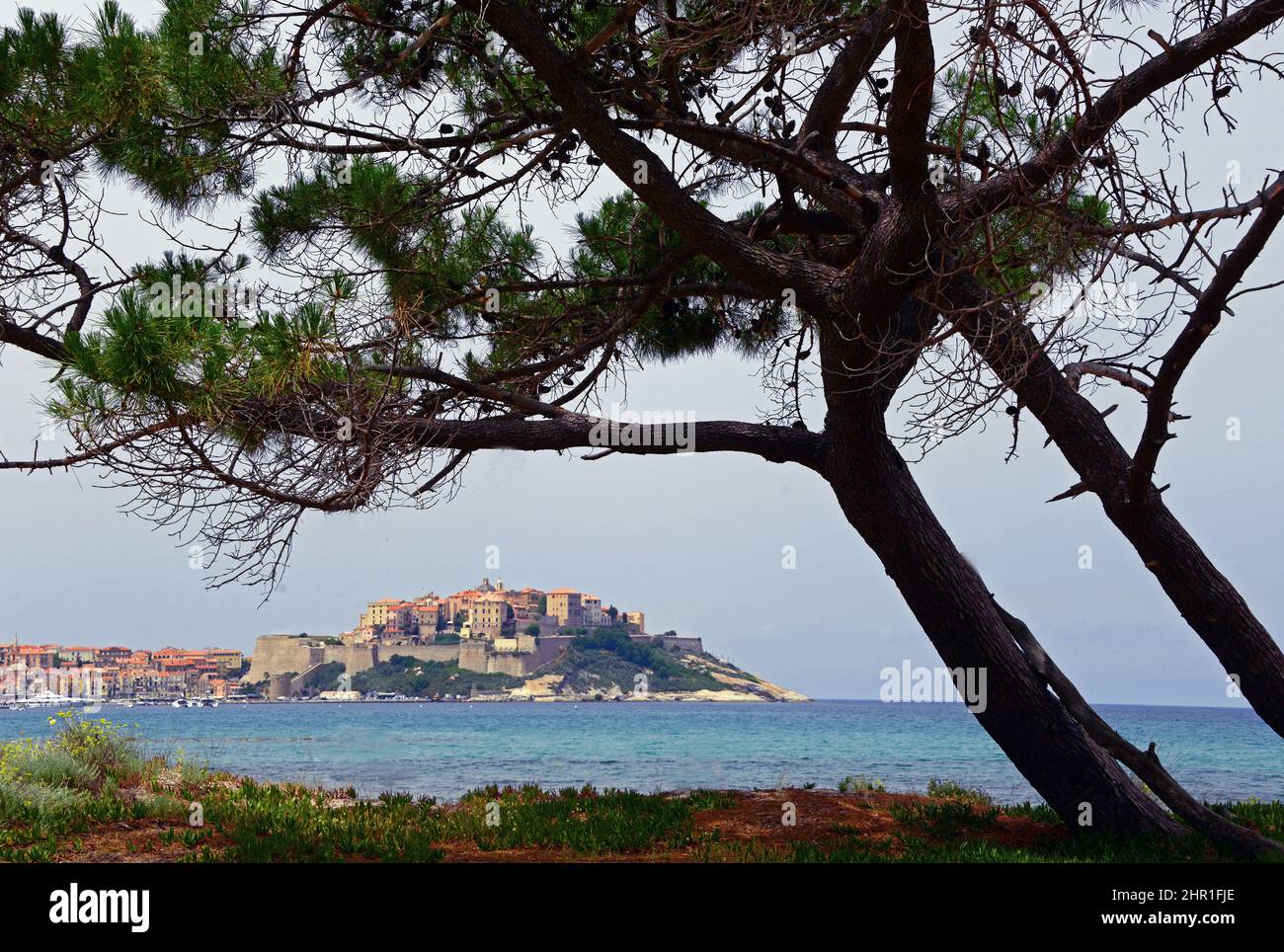 Citadelle vue du côté de la baie, France, Corse, Calvi Banque D'Images