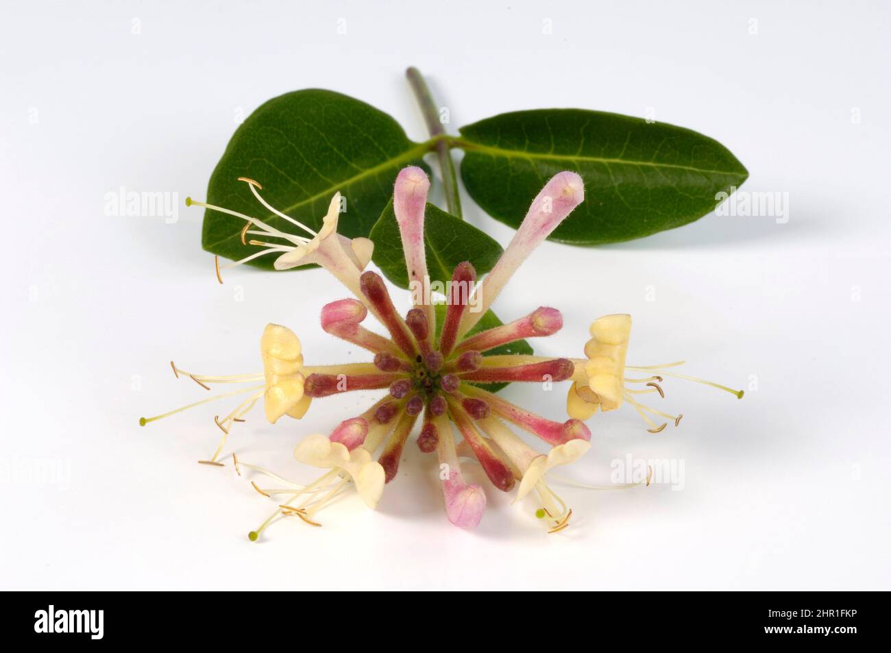 Chèvrefeuille (spéc. De Lonicera), branche en fleur, découpe Banque D'Images