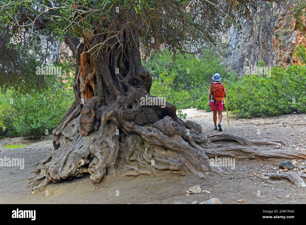 Vieux olivier dans la gorge d'Agio Farago, Grèce, Crète, Kali Limenes Banque D'Images