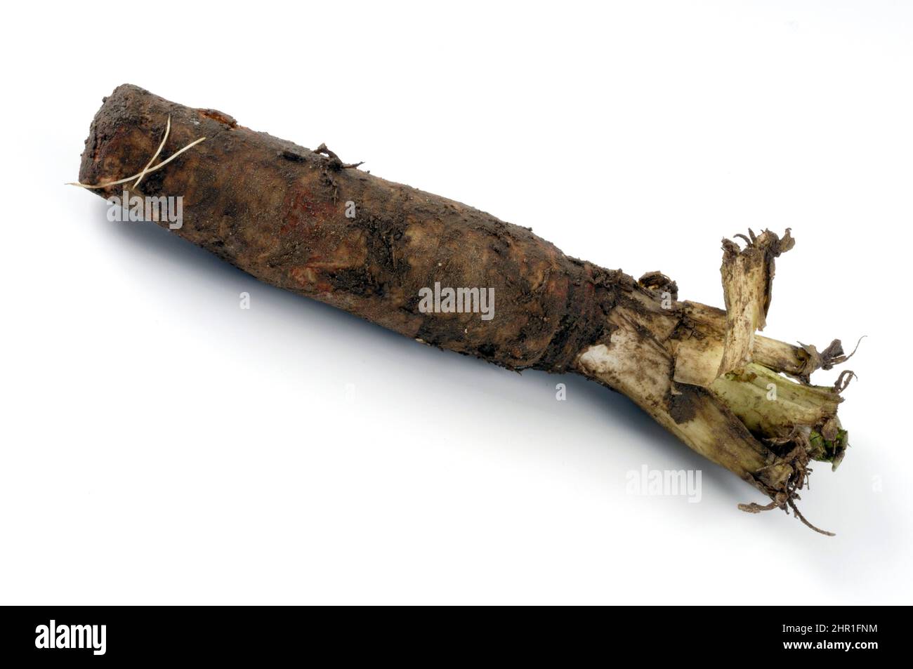 Chicorée witloof, endive belge, succinory (Cichorium intybus var. Foliosum), racine de chicorée, découpe Banque D'Images