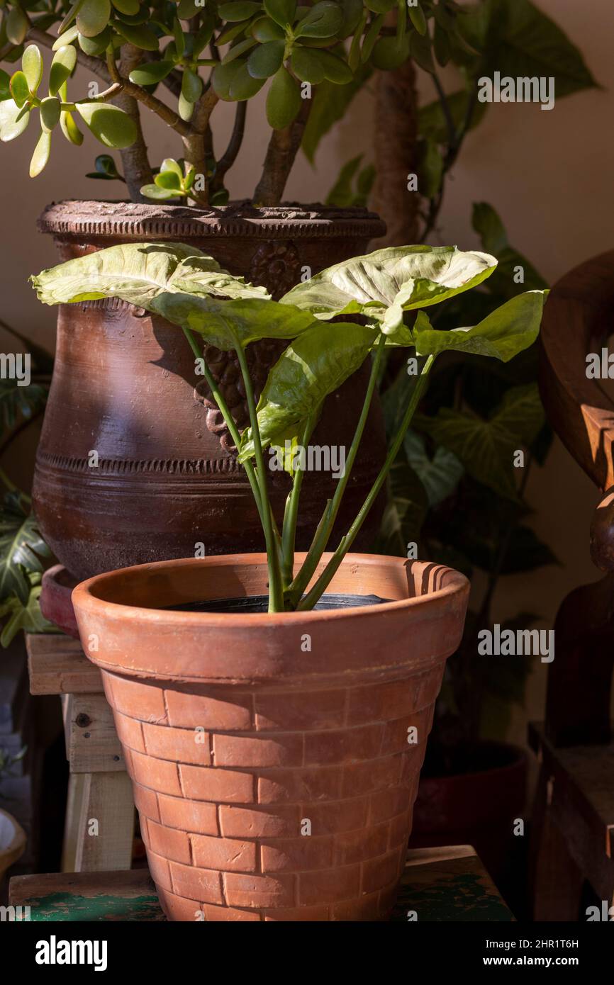 Plante de vigne d'Arrowhead dans un pot Banque D'Images