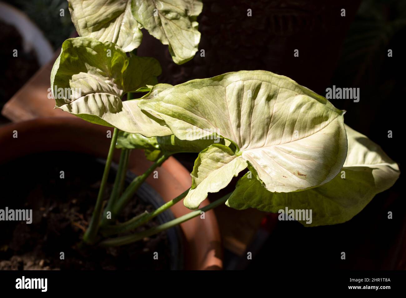 Feuilles de syngonium de couleur vert clair Banque D'Images