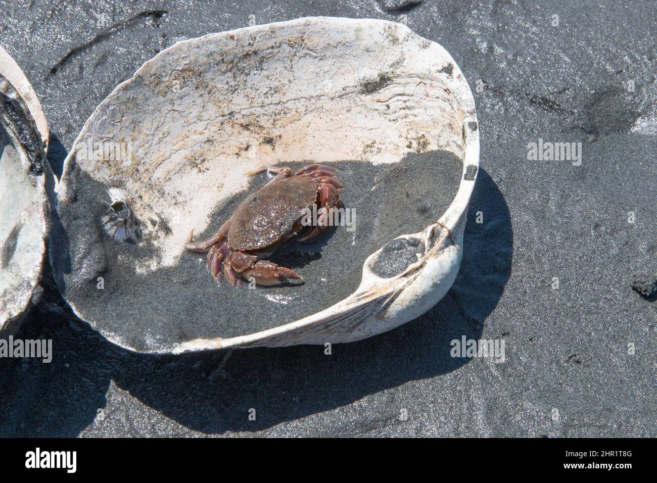 Petit crabe dans une coquille de mer Banque D'Images