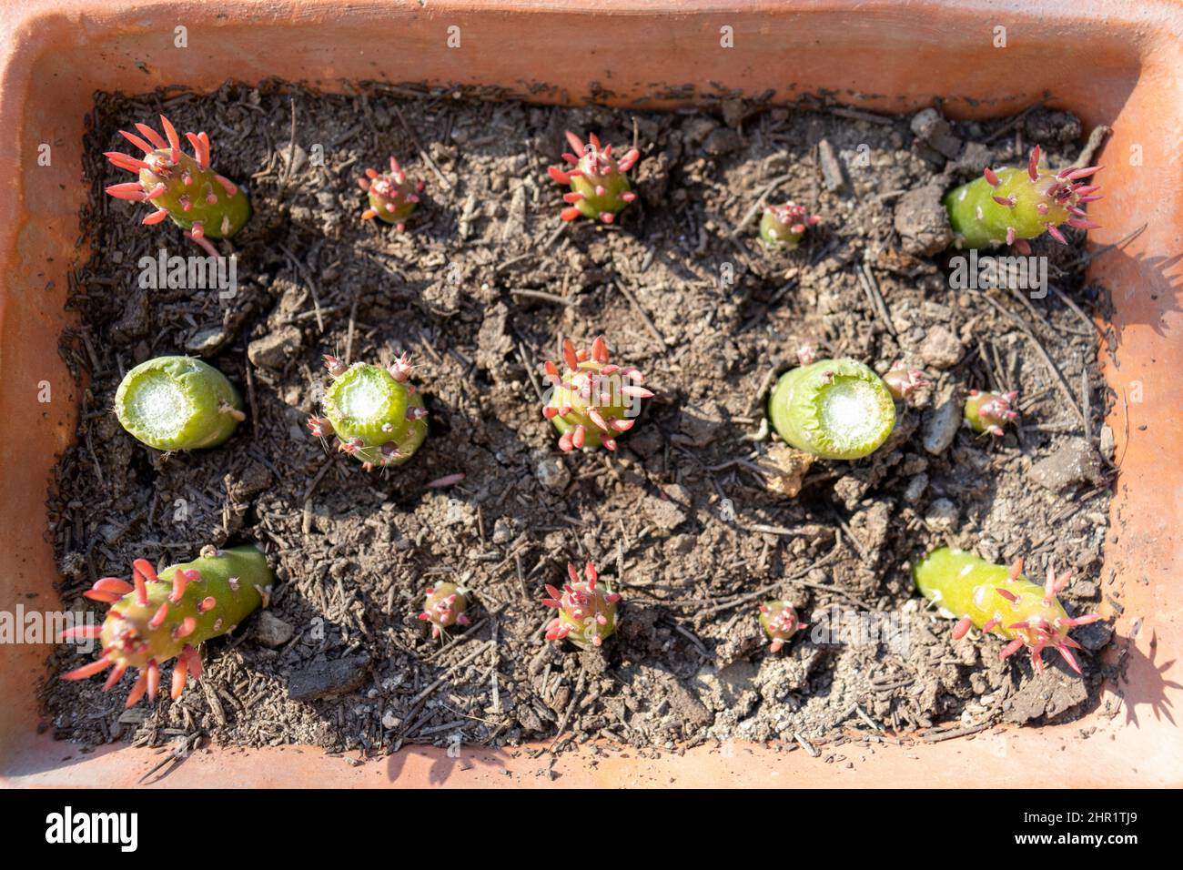 Propagation des plantes à aiguilles Eve dans le pot Banque D'Images