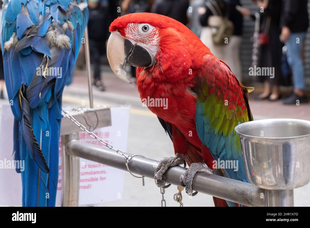 Perroquet d'animaux debout sur le stand de perroquet dans les rues de Hong Kong Banque D'Images