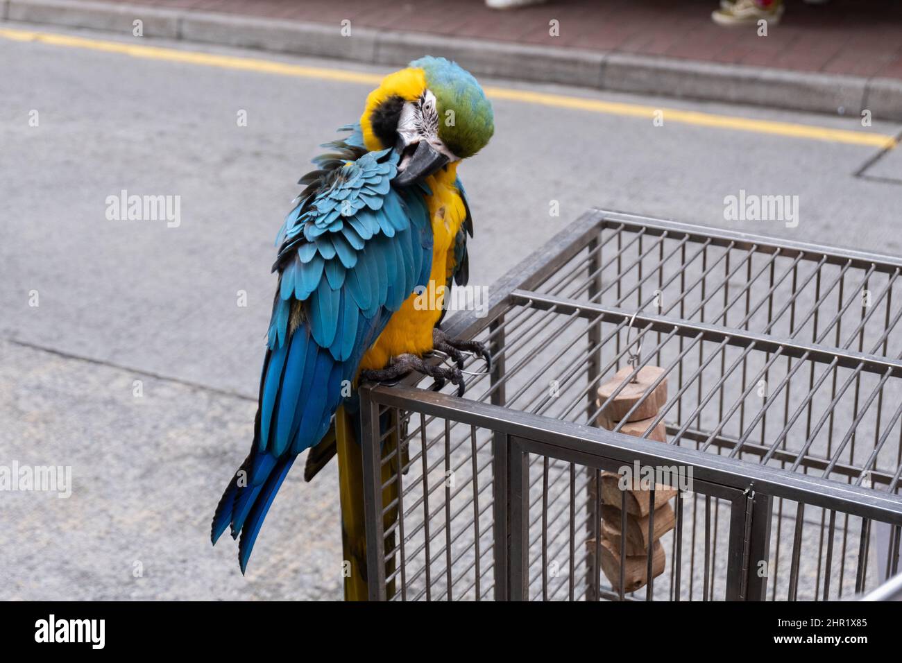 Perroquet d'animaux debout sur la cage d'oiseaux dans les rues de Hong Kong Banque D'Images