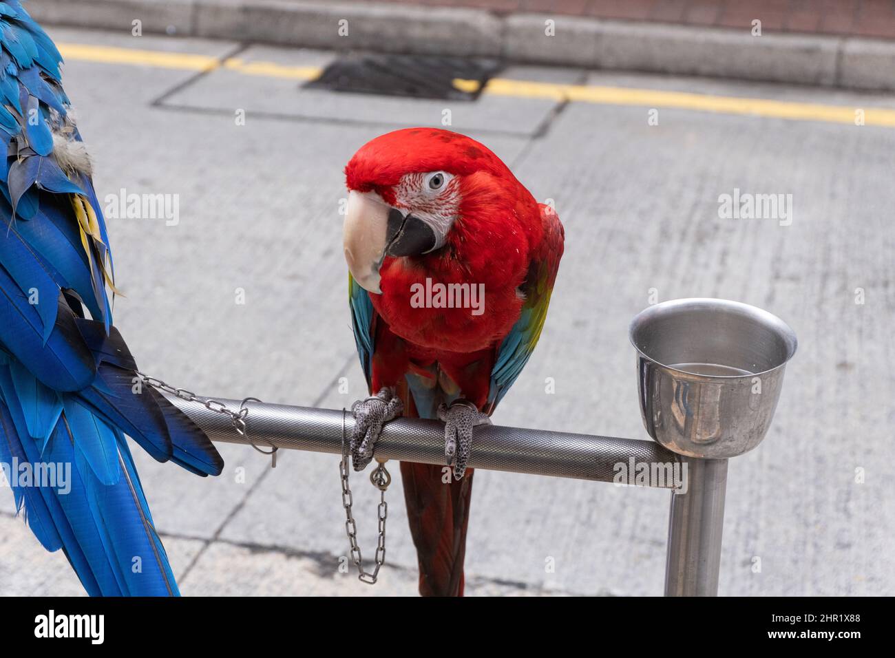 Perroquet d'animaux debout sur le stand de perroquet dans les rues de Hong Kong Banque D'Images