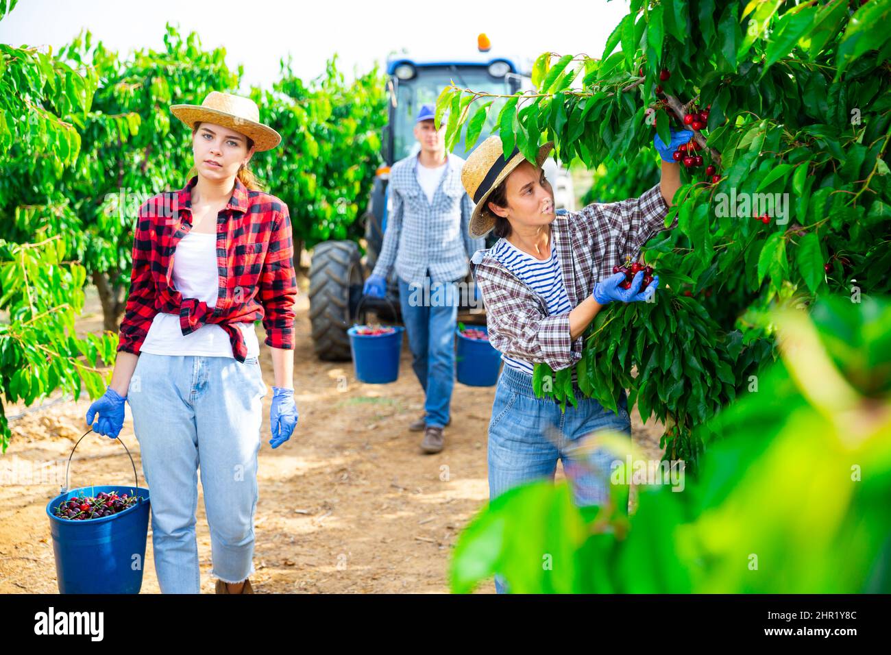 Ouvriers agricoles transportant des seaux pleins de cerise dans le jardin Banque D'Images