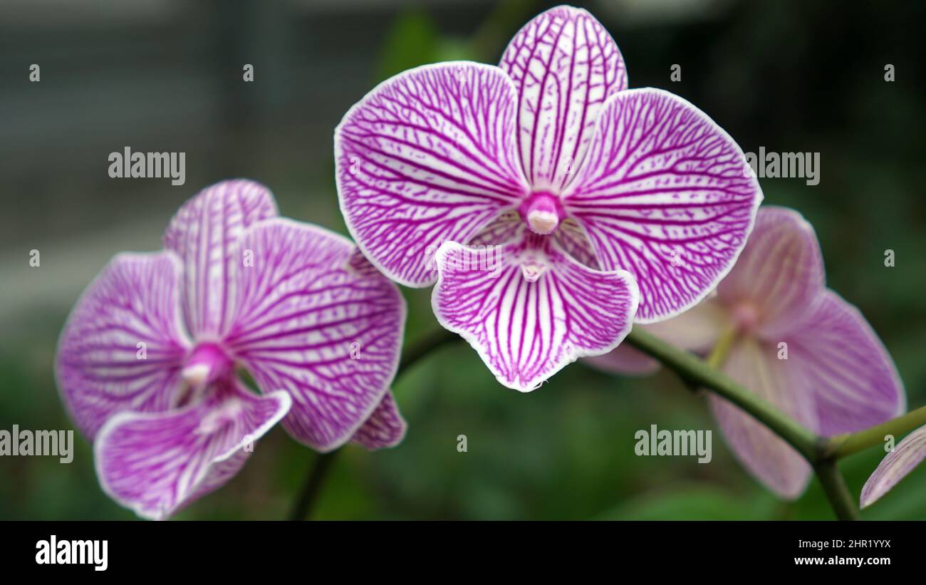 Orchidée Aphrodite phalaenopsis rayée en fleur Banque D'Images