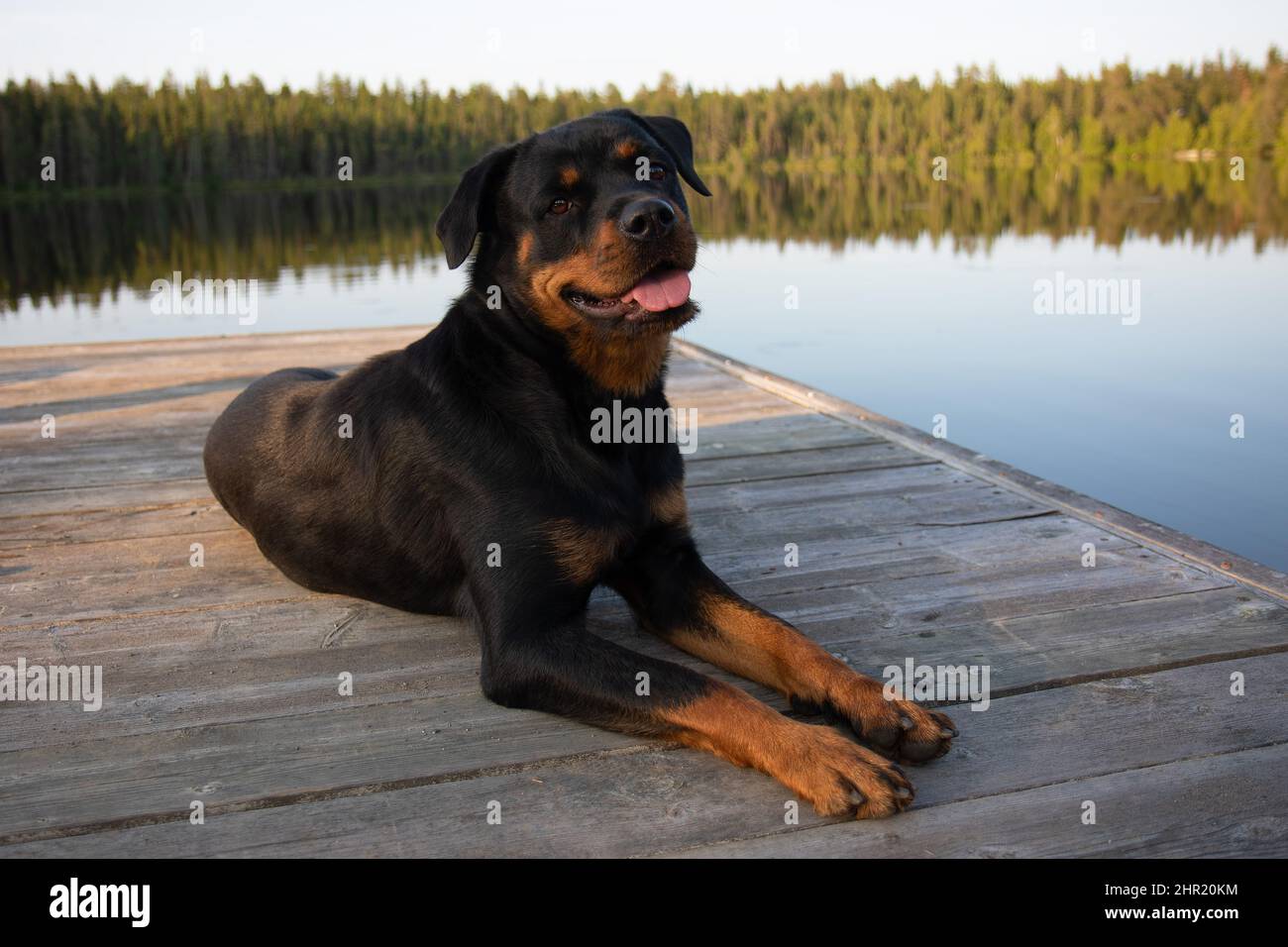 rottweiler chien allongé sur un quai sur le lac en été panting Banque D'Images