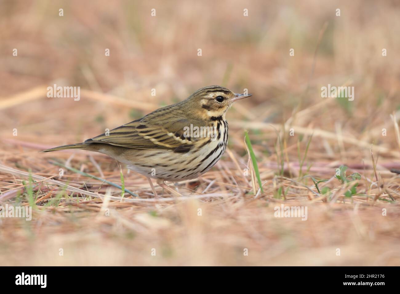 Pipit à dos d'olive (Anthus hodgsoni) au Japon Banque D'Images