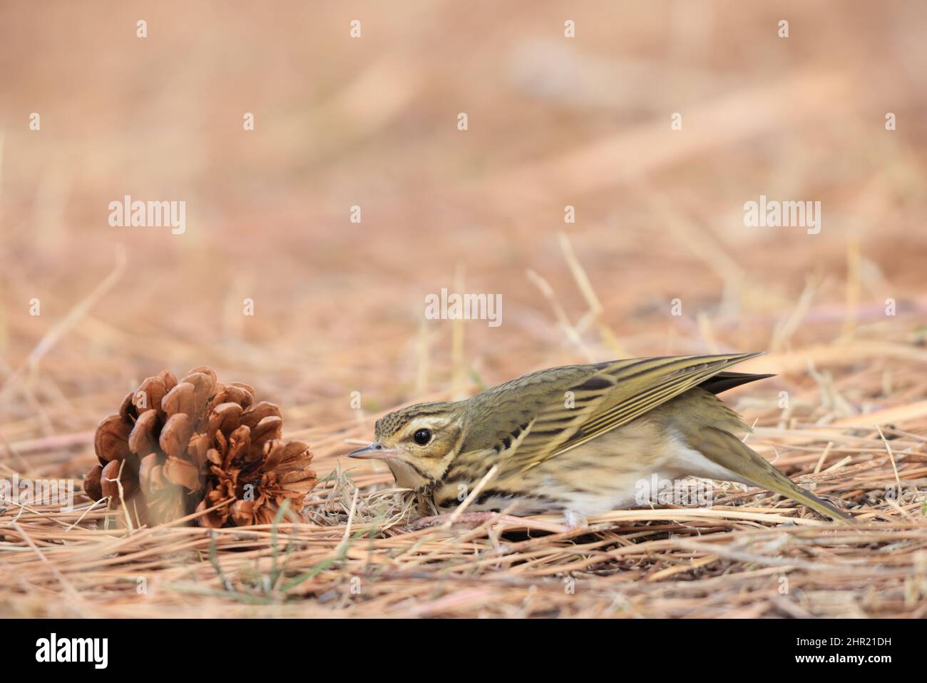 Pipit à dos d'olive (Anthus hodgsoni) au Japon Banque D'Images