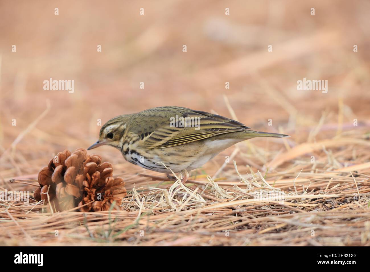 Pipit à dos d'olive (Anthus hodgsoni) au Japon Banque D'Images