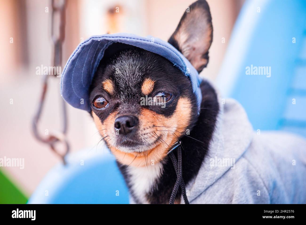 Chien à l'extérieur. Chien Chihuahua à capuche et casquette de baseball  Photo Stock - Alamy