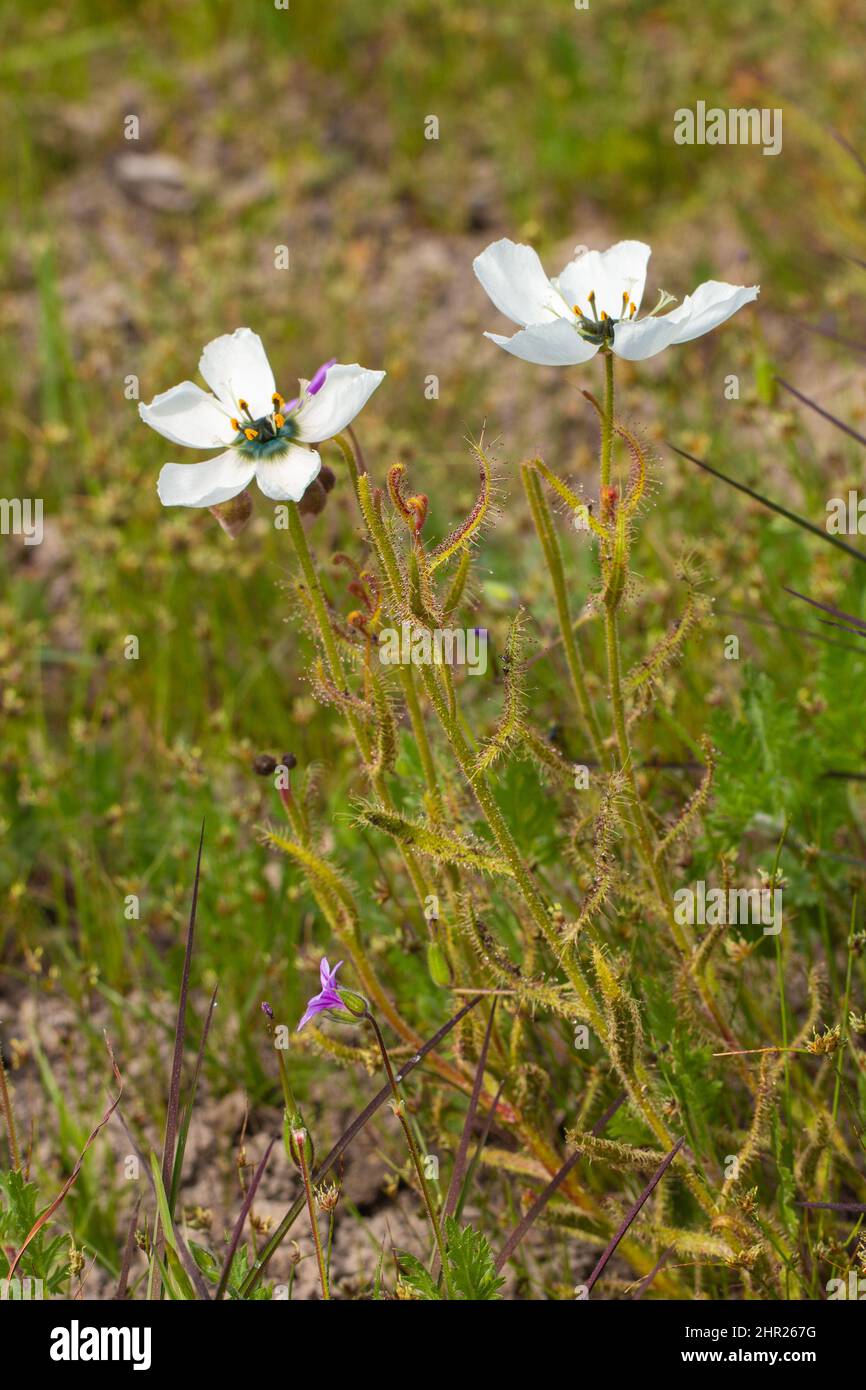Vue latérale de deux plantes à fleurs de Drosera cistiflora près de Malmesbury dans le Cap occidental de l'Afrique du Sud Banque D'Images