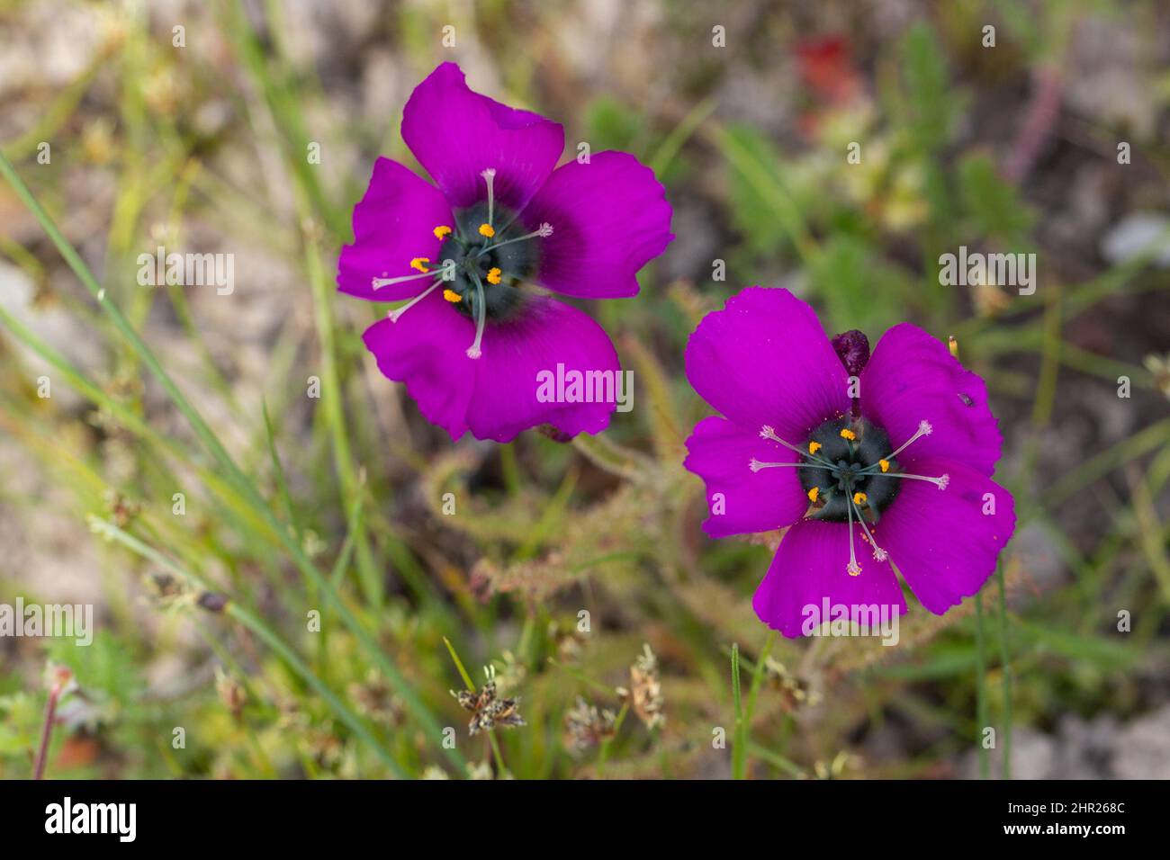 Plantes carnivores : deux fleurs de la forme à fleurs violettes de Drosera cistiflora dans l'habitat naturel du Cap occidental d'Afrique du Sud Banque D'Images