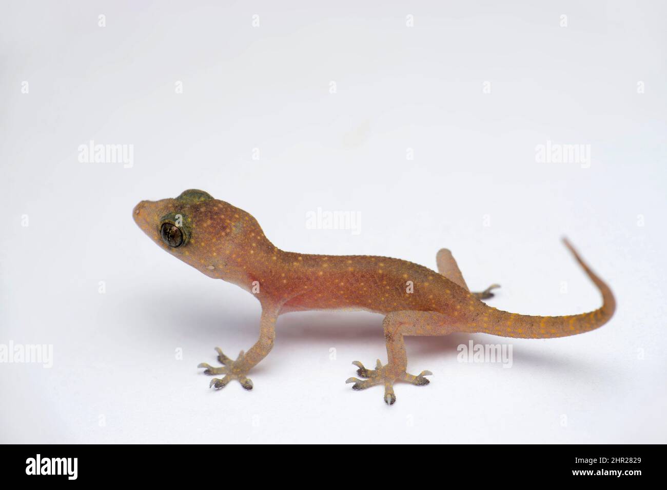 Maison commune gecko, Hemidactylus trides en fond blanc , Satara, Maharashtra, Inde Banque D'Images
