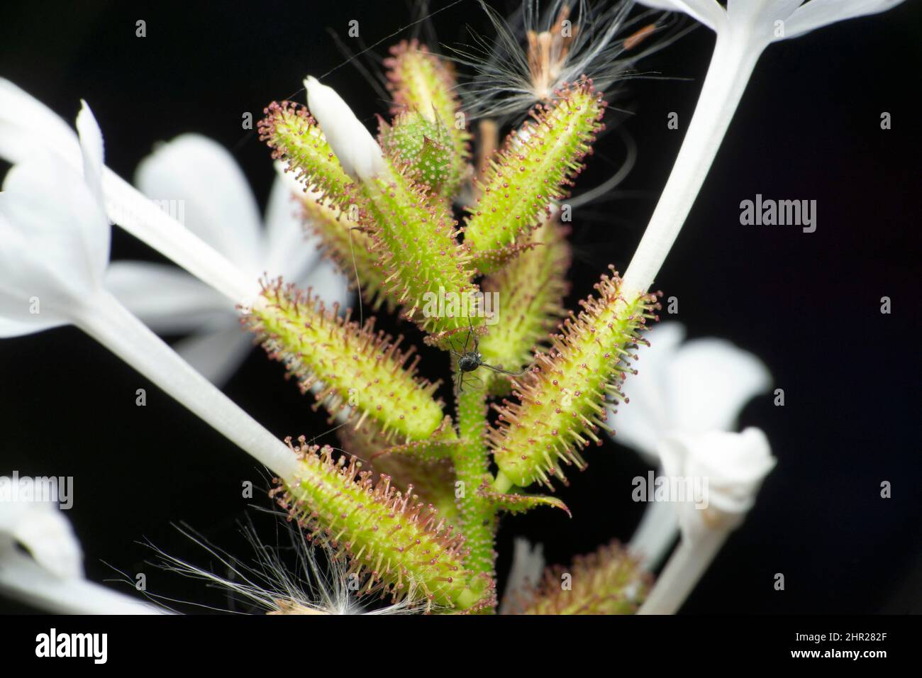 Fleur de colle, Satara, Maharashtra, Inde Banque D'Images